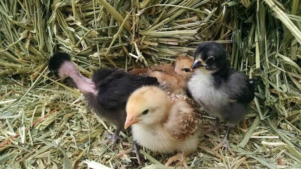 chicks chicks